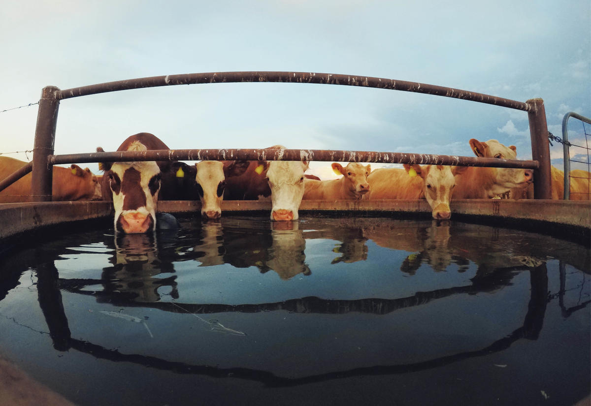 Stock and Bore Water.jpg 
